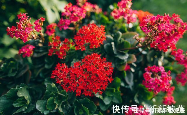 腊月不可错过的5种富贵花,随便养一盆,富贵上门来