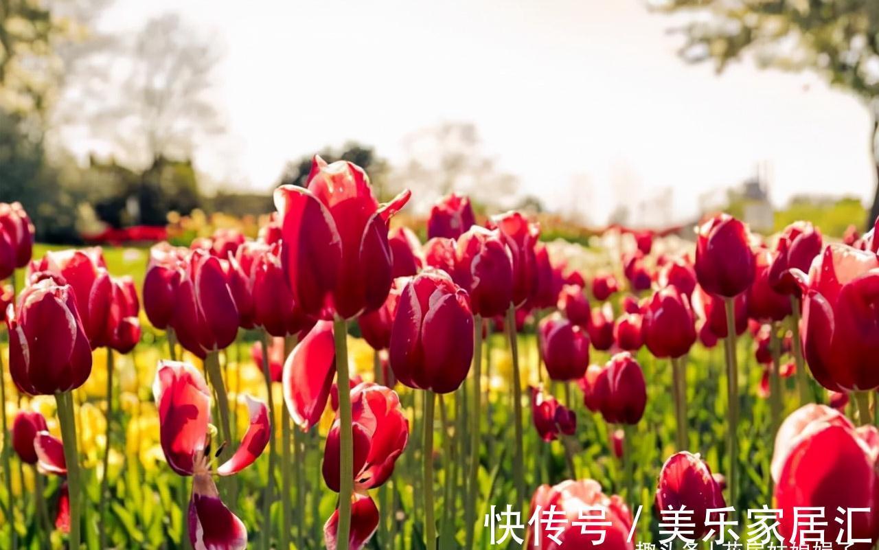 这6种花卉是“一次性的”,虽然不舍,但开完别再浪费时间去养