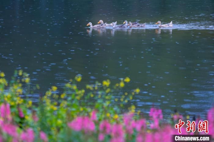 刘纪湄|重庆巴南300亩油菜花盛开市民雨中寻“春”