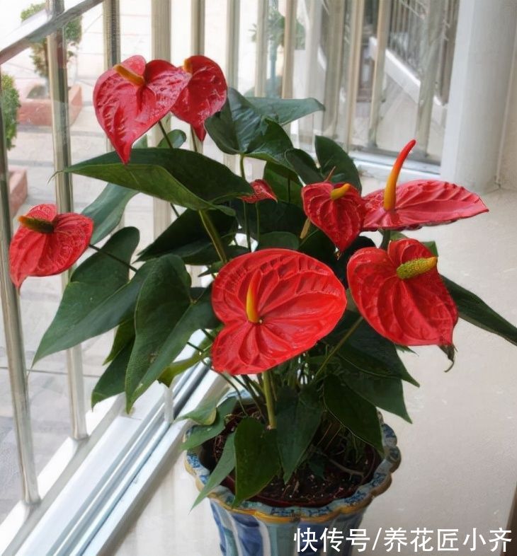 7种耐旱花,适合“懒人”养,忘记浇水也不怕,越长越旺还开花