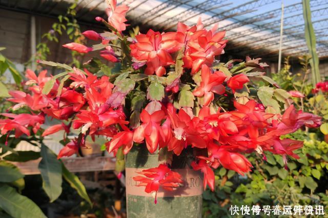 浇水|多年的蟹爪兰，勤做三动作，重新缀化，叶插苗养成繁花小老桩