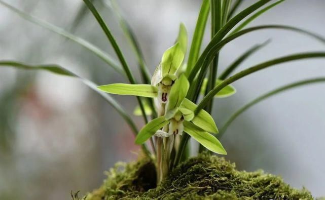 叶面肥|兰花怎么施肥?简单实用的4种方法,养好兰花不再难