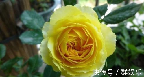 月季女神,花形硕大,金黄色的花朵高贵大气,好看好养,四季开花