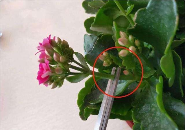 长寿花不开花1个经典催花法，满头挤花苞，开到明年5月底