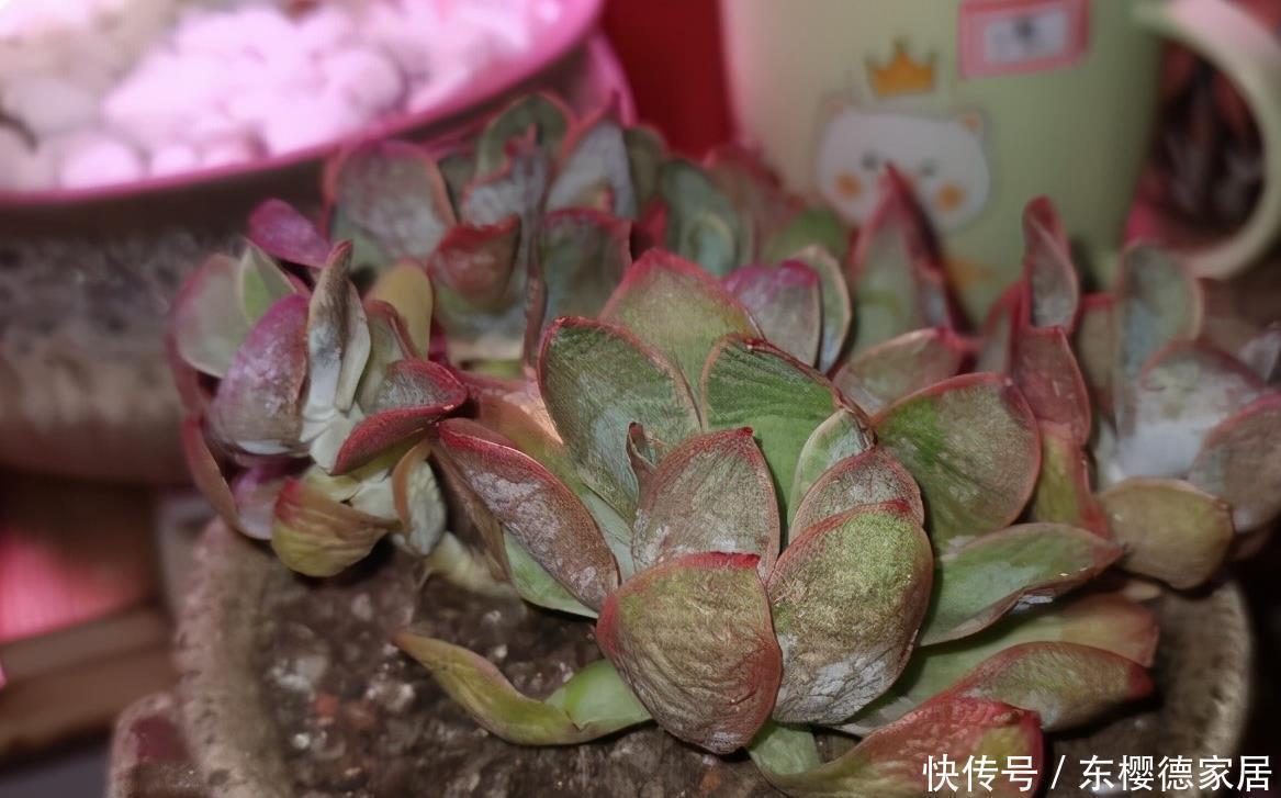 多肉要“死翘翘”?先给你3个“信号”,看不明白?就没救了