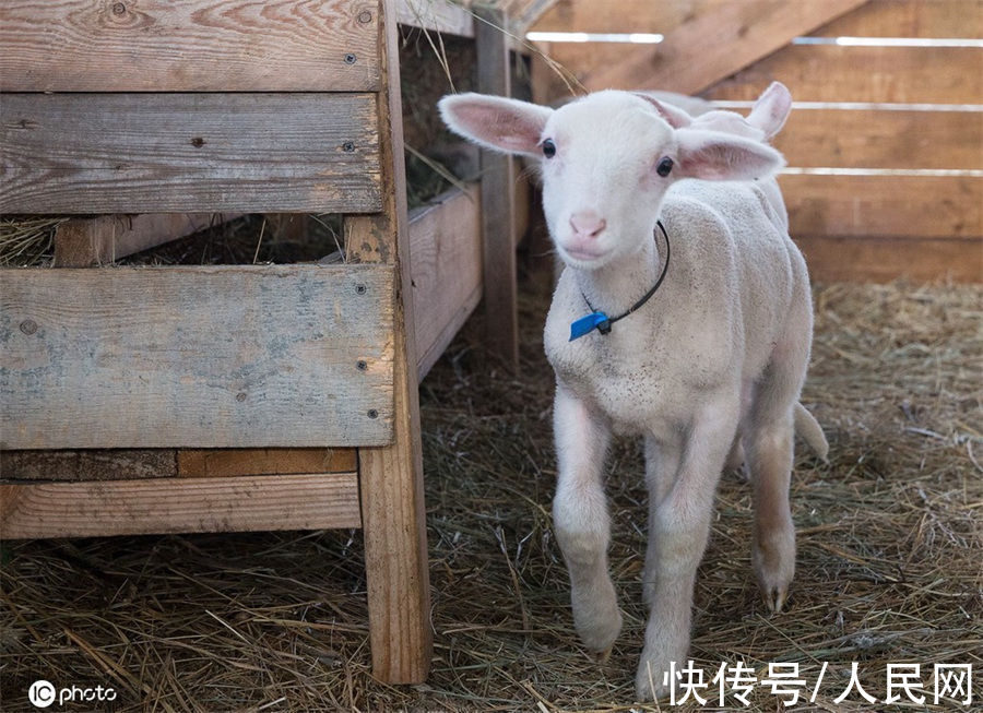 牧羊场|克里米亚牧羊场 小羊憨态可掬