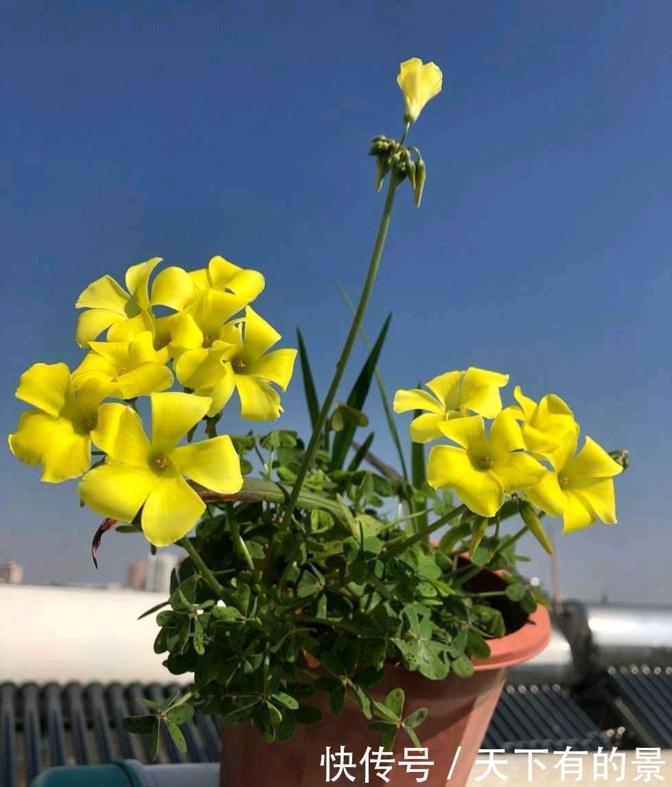 阳台养两种“酢浆草”,花量大,颜色很漂亮,每天满满都是花