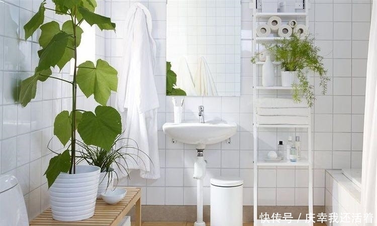 媳妇儿,你把卫生间都种成了花园,人家都不好意思在里面蹲坑了!