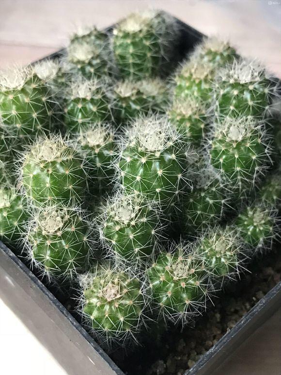 呼呼|常见的2种花,夏天多“切几刀”,才能呼呼冒“新芽”,翻倍的长