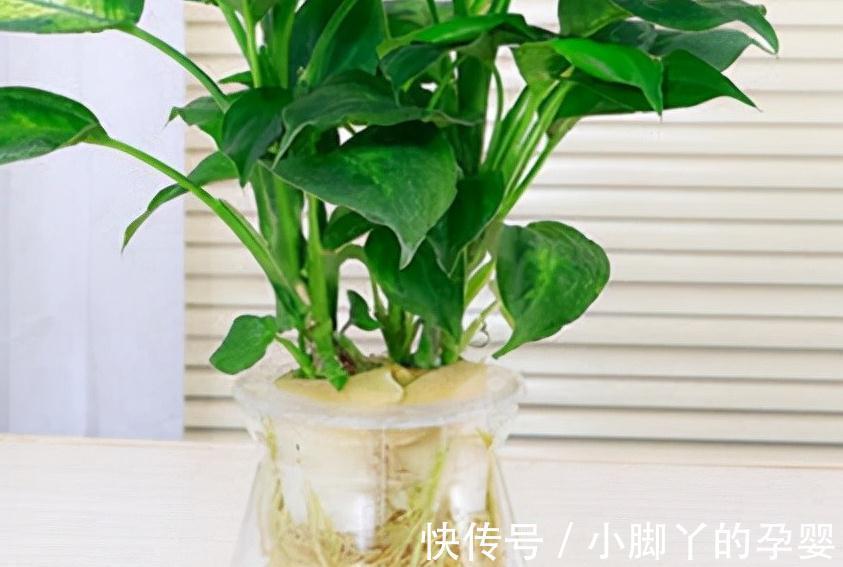 秋冬室内干燥怎么办,养这几种植物就够了