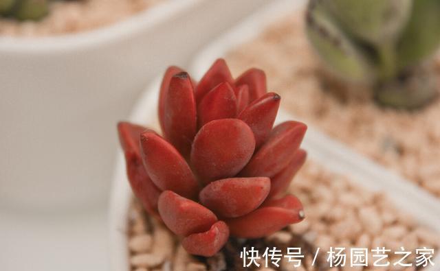 皮实|夏季养殖多肉,以下品种耐热耐晒,皮实又好养