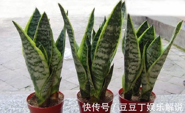 养护|空气干燥、蚊虫多、异味大家里养这“4种花”,什么烦恼都没了