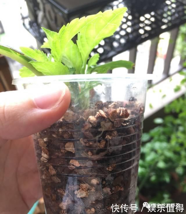 扦插|学会这种扦插法,2周生根,插什么活什么,太简单了!