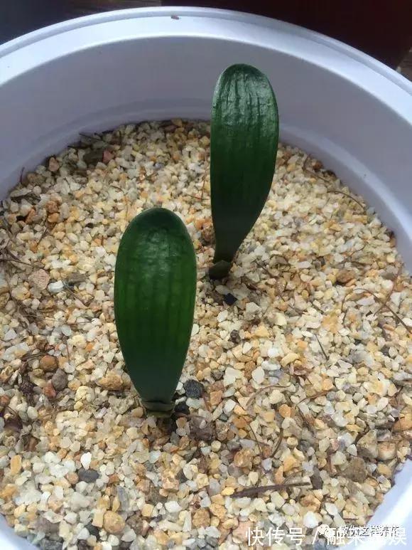 1把沙子撒盆里，土不板结根不烂，叶不黄小飞虫也没了！