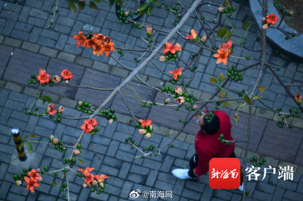 木棉花|海口木棉花悄悄开了 你有注意到吗？