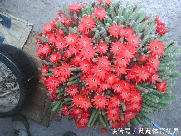 养2种仙人球，开花量比“蟹爪兰”还大，关键耐旱、好养