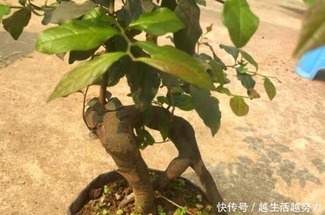 一种名贵的盆景树,有院子的一定要养,价值高造型美!