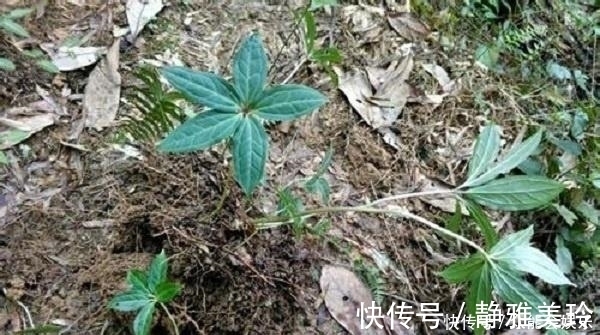 绕道|农村这种野草一身是刺，根部极为珍贵，人称蛇绕道,药用价值高