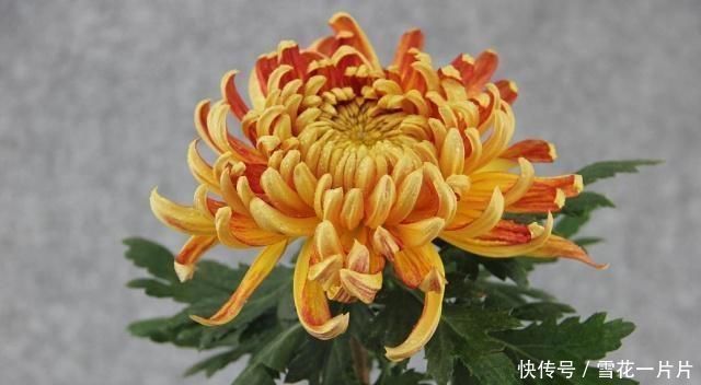 种花|家里有空盆这“4种花”现在栽一盆，一入秋就“开成大花球”