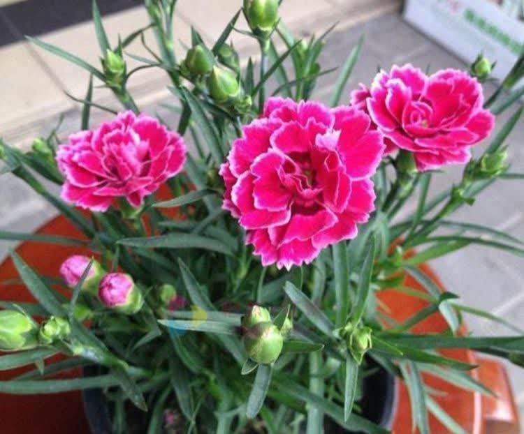 5种漂亮花,掐根枝条就能插活,方法真简单,新手也会养!