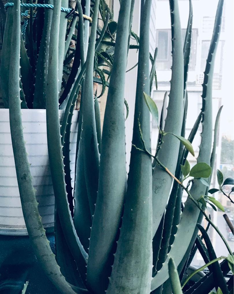 家里养的芦荟,养生还美容,学会浇水长得更壮