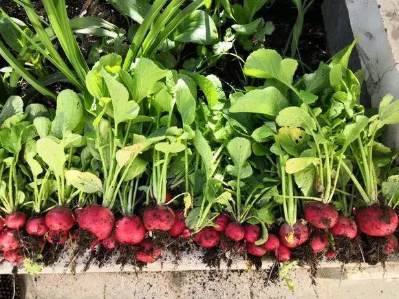 阳台种盆菜,比花还好看,结果还能吃,别提多美了