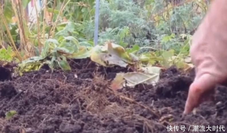 农村地里的“黄金”以前小孩摘它来玩,如今是医院里的珍贵好药