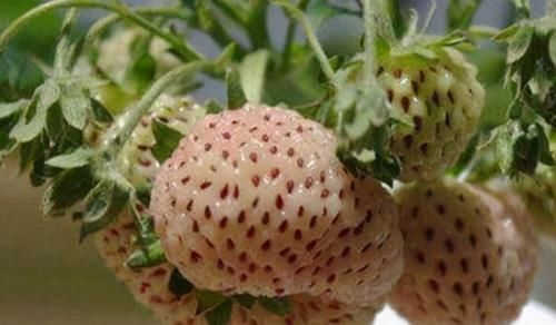 冬病夏治|想养生学会吃，秋季干燥女性美容吃三种食物，清肠排毒，肌肤细嫩