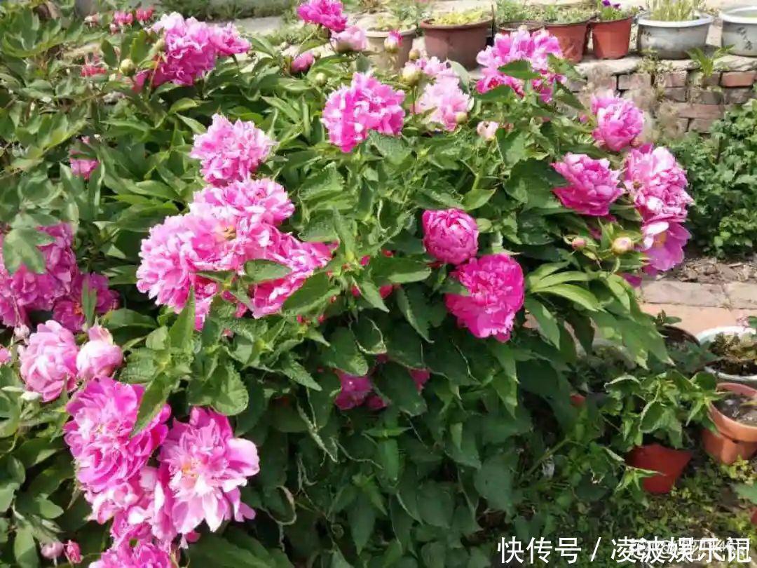 牡丹吊兰|懒人适合养什么花,浇水少,不挑土,它比人还懒!