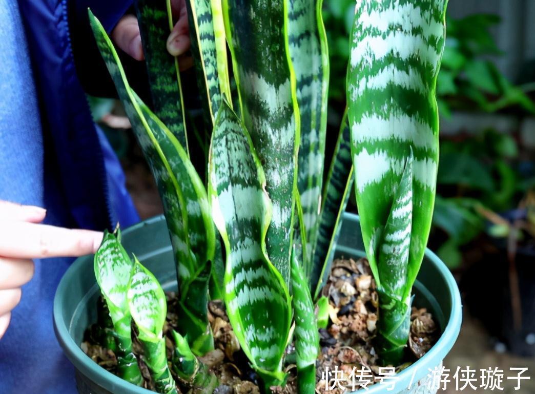 根系|7种大盆栽,冬天正“虚弱”,赶紧断水,多浇一杯水,灌死一大片