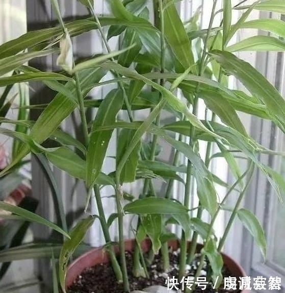 “姜”丢进盆里就能活,开出漂亮“大花苞”,不仅好看、更好养