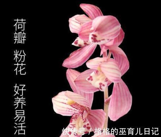 它和“吊兰”一样好养，花叶双艺，芳香怡人，勤花勤草显档次