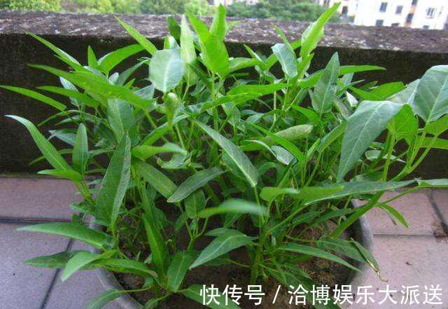 木耳菜|3种吃剩的“菜杆子”,丢土里,长成一片“绿萝”,3天采摘一大盆