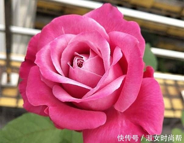 那些被煽情的文案打动,集齐了四系列月季的,你们后悔了吗