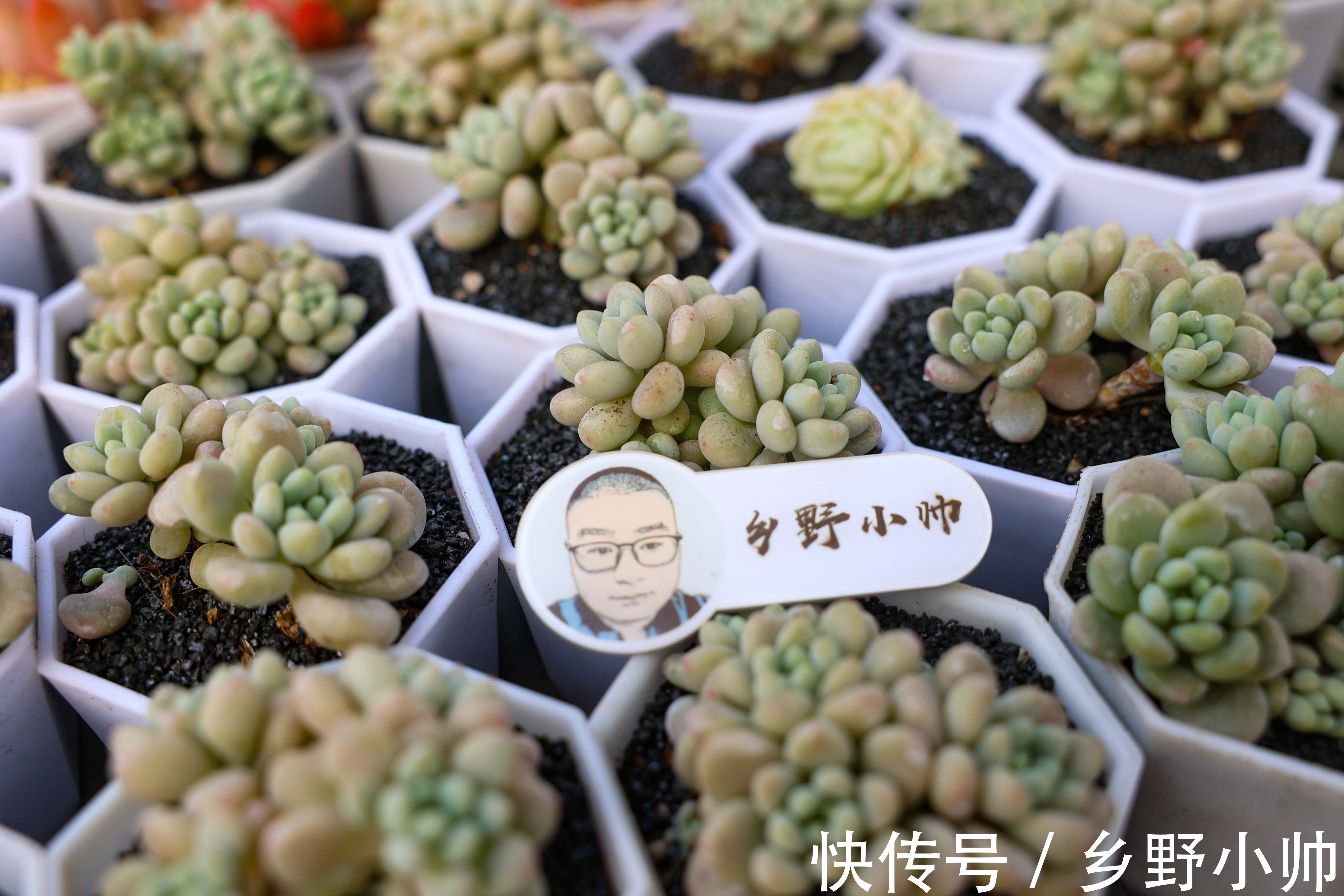 光照|多肉生长缓慢养不好?修好根系做好管理, 养肉其实很简单