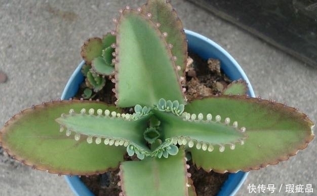 盆栽|这几种适合懒人养的绿植盆栽,不用管也能爆盆,轻松戳到房顶