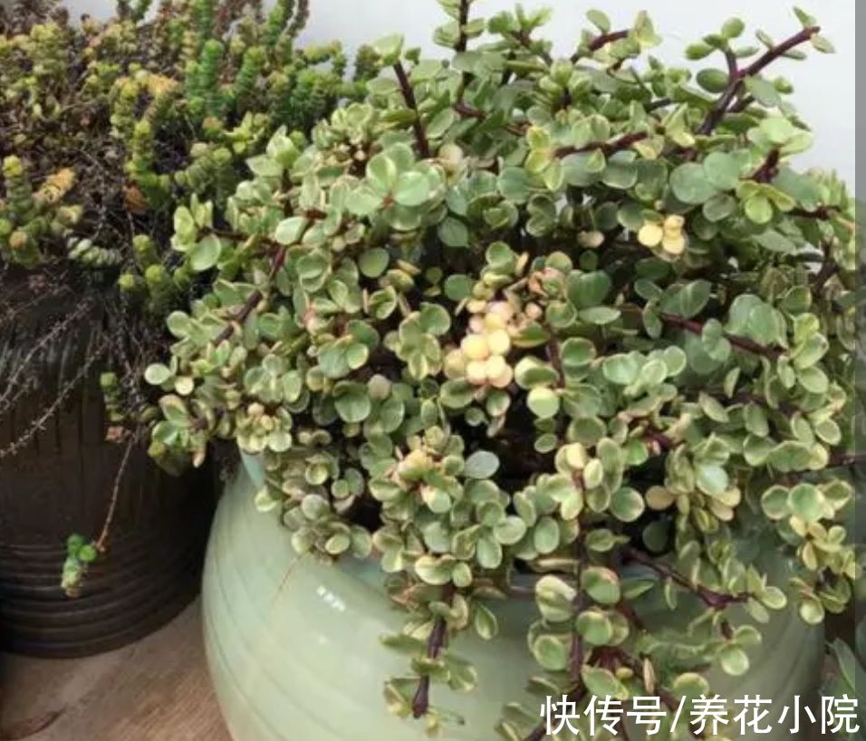 养多肉雅乐之舞，避开4个“错误”，长得旺盛，叶子饱满翠绿
