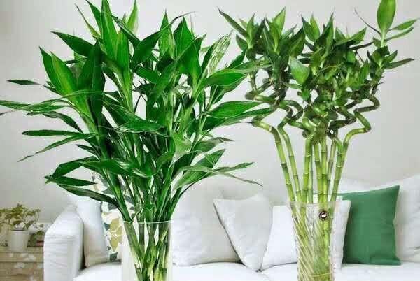 富贵竹养不好,扔个“药片”擦点“酒”,一根长2米,开花好兆头