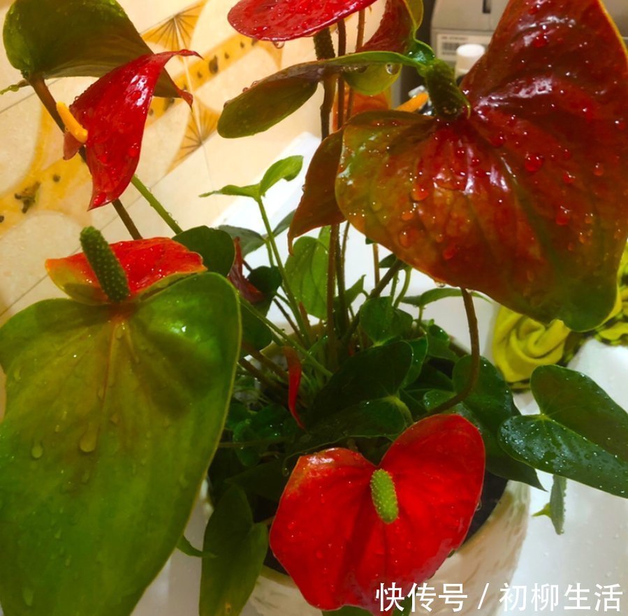 花友们|冬天浇水不注意，浇一次死一棵，好好的花都浇坏了