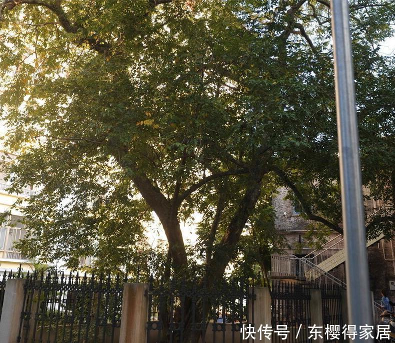 院子里有空地,就种“四大名贵树”,越大价值越高