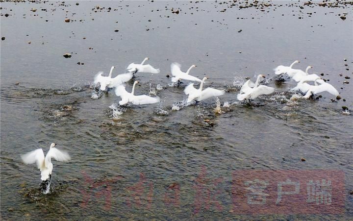 冬日黄河风光醉人