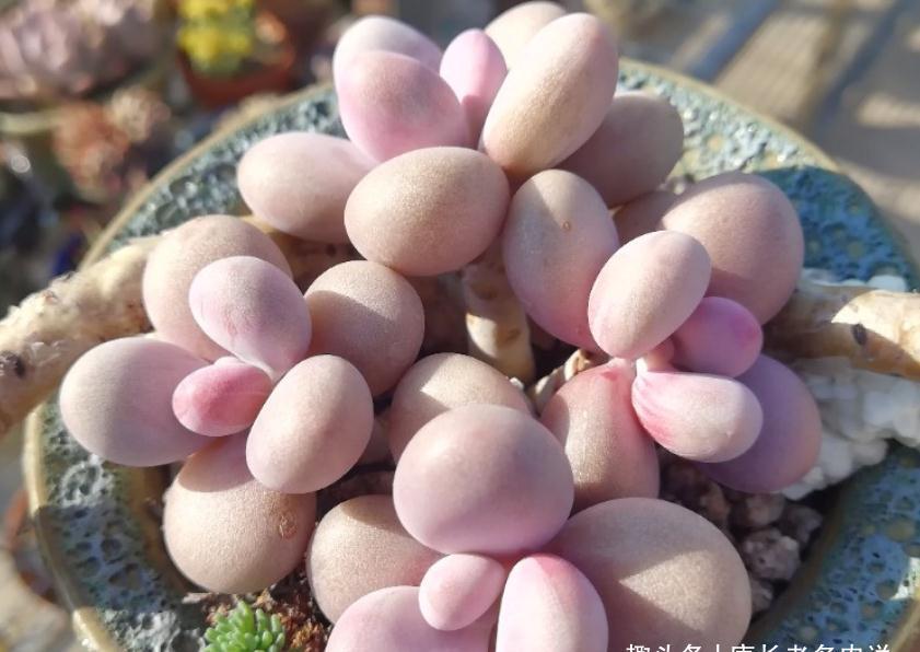 多肉桃蛋砍头?何必下如此狠手!是遇到这“4情况”必须要砍吗?