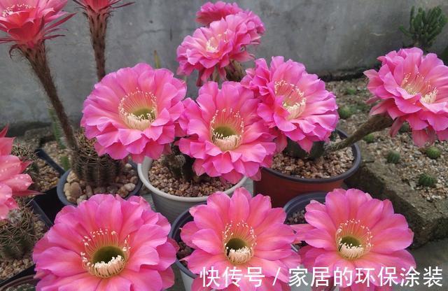 花友|哪些花不怕渴?这些花耐旱能力一流,适合“懒人”花友养!