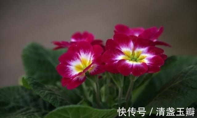 花序|自然界中有些植物的“花序”为什么不尽相同，其中有什么秘密？