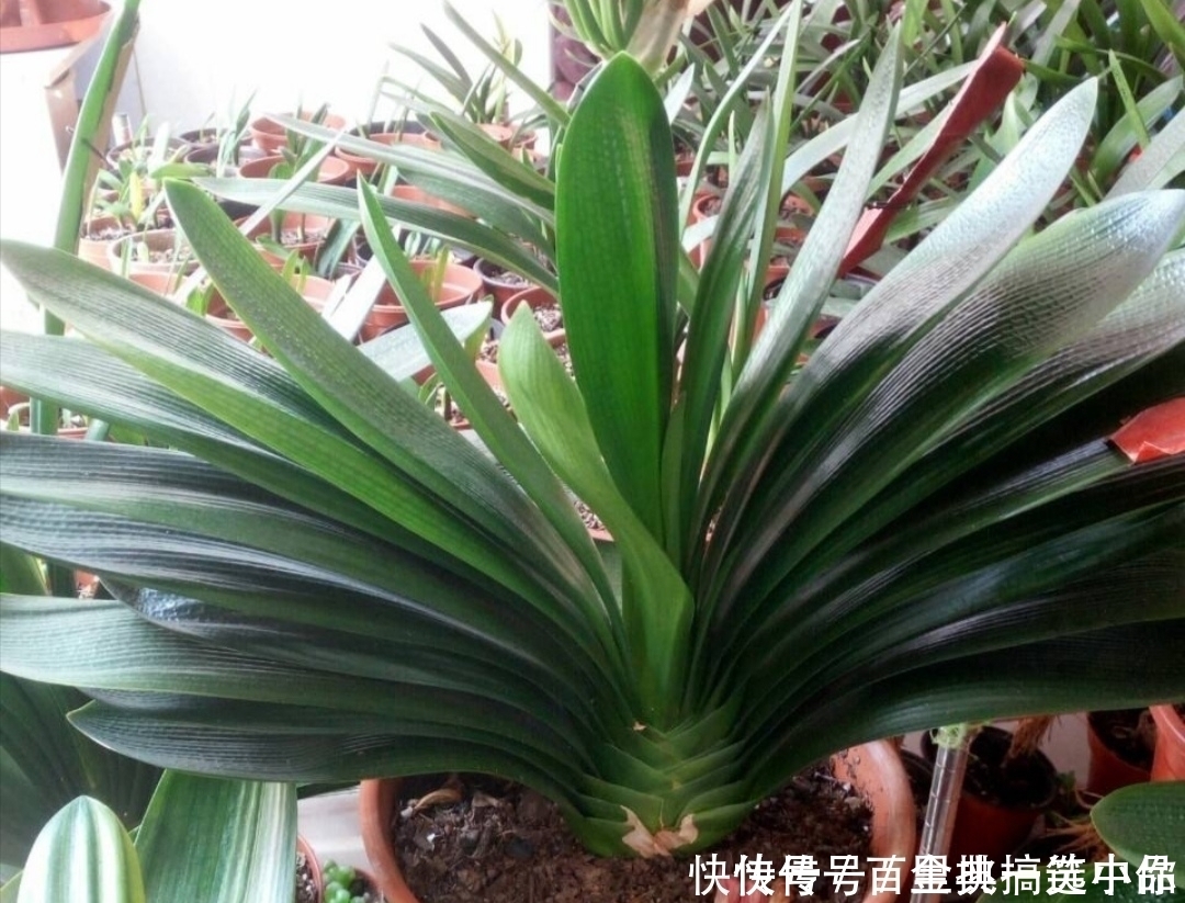 君子兰|养君子兰,夏天不能做3件事,不然易烂根黄叶