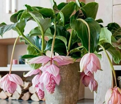 玛丽玫瑰玛丽玫瑰|4款艳美的花卉，便宜又好养，花色鲜艳，适合种在庭院观赏