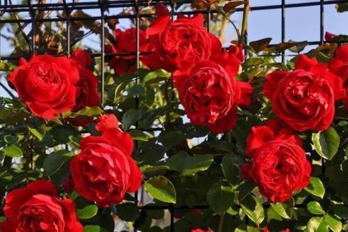 做法|去闺蜜家发现，院子里没有一处空地，遍地是花卉，做法好高级