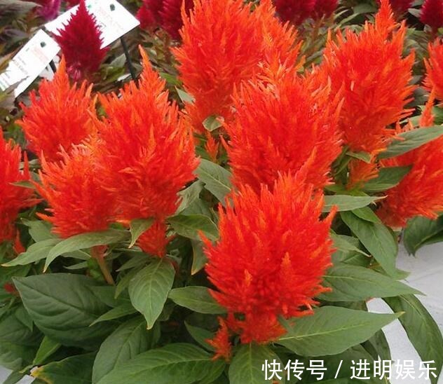 喜欢养菊花，不如养一盆“火炬花”，花色犹如燃烧火把，红火鲜艳