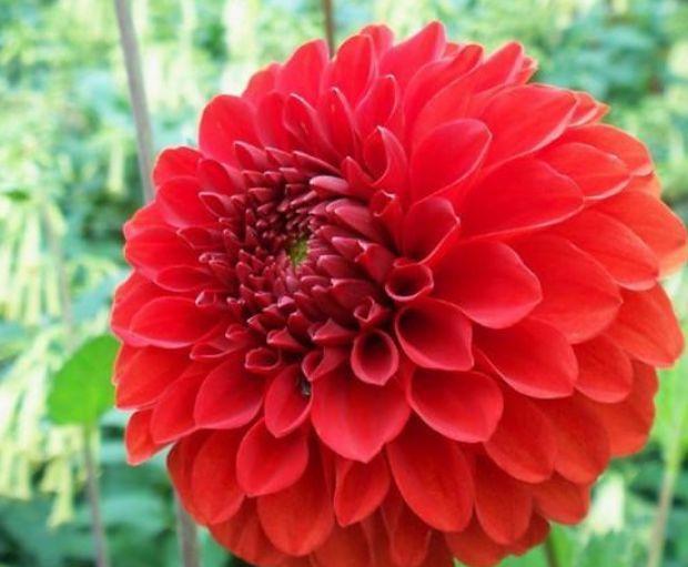 家养几款花卉，开花勤爱爆盆，直接变成小花园