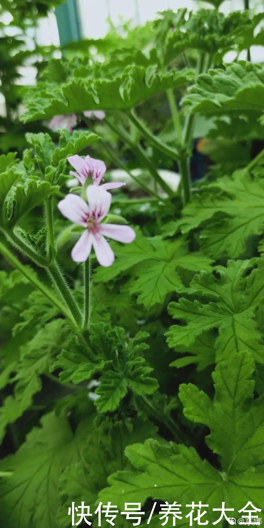 家里养盆“驱虫花”，蚊虫全被吓跑了，夜夜睡的香